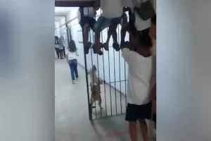 Leia mais sobre o artigo Pitbull invade escola e deixa crianças feridas; incidente evidencia importância do Seguro 