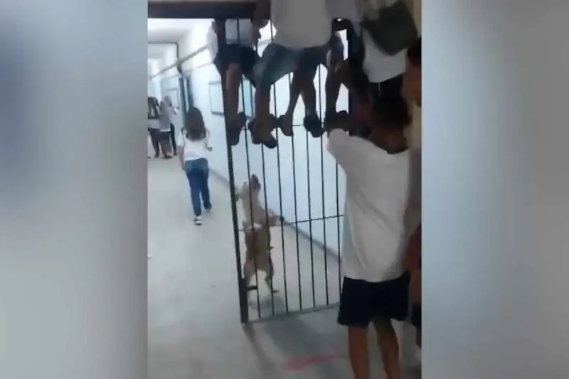 No momento, você está visualizando Pitbull invade escola e deixa crianças feridas; incidente evidencia importância do Seguro 