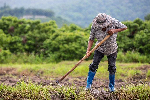 No momento, você está visualizando Governo reduz orçamentos para seguro rural e defesa agropecuária