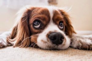 Leia mais sobre o artigo Comissão aprova PL que inclui plano de saúde para pets na CLT