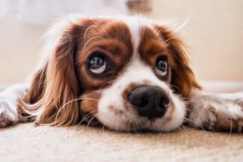 No momento, você está visualizando Comissão aprova PL que inclui plano de saúde para pets na CLT