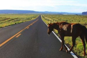 Leia mais sobre o artigo Seguradora de veículo que colidiu com cavalos na BR-050 vai ser indenizada