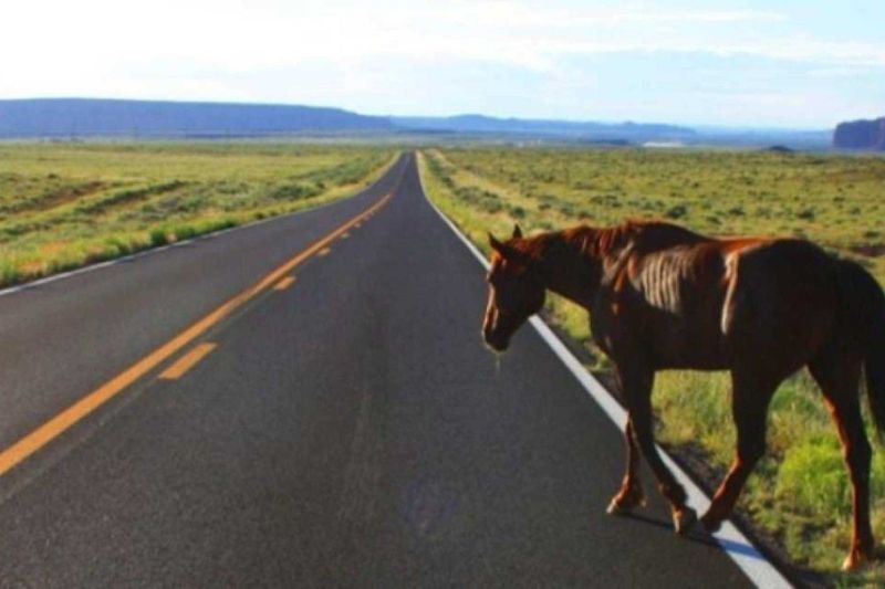 No momento, você está visualizando Seguradora de veículo que colidiu com cavalos na BR-050 vai ser indenizada