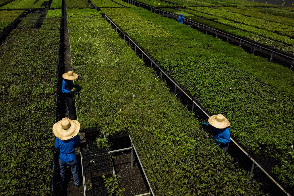No momento, você está visualizando Seguradoras entram na Justiça contra compra obrigatória de crédito de carbono