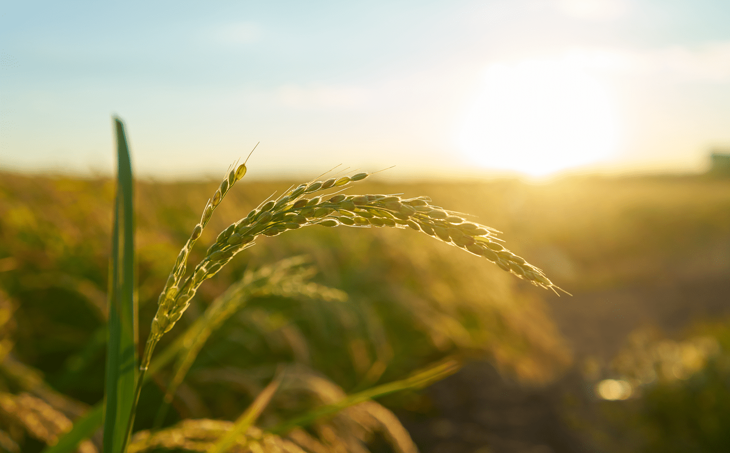 Leia mais sobre o artigo Seguro rural deve se tornar obrigatório