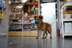 Leia mais sobre o artigo Seguro para pet shops protege negócios