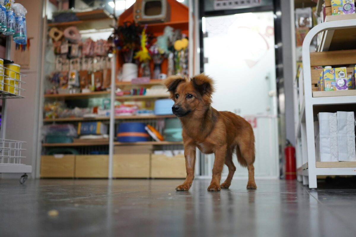 Leia mais sobre o artigo Seguro para pet shops protege negócios